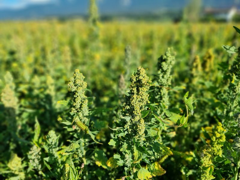 Quinoa – grosser Preisdruck bei der Wunderpflanze