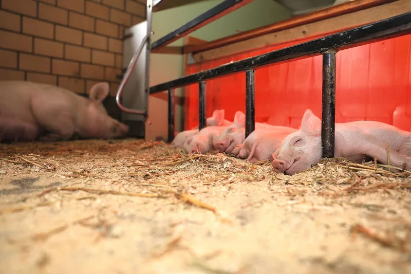 Ferkel liegen halb in ihrem beheizten Nest, halb draussen. im Hintergrund ist die Sau zu sehen, die ebenfalls liegt.