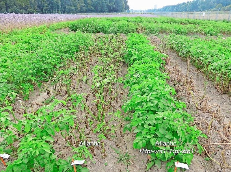 Die Kartoffelsorte Atlantic: Bei der Reihe rechts (grüne Reihe) wurden zwei Resistenzgene eingebaut, die Pflanzen bleiben gesund.