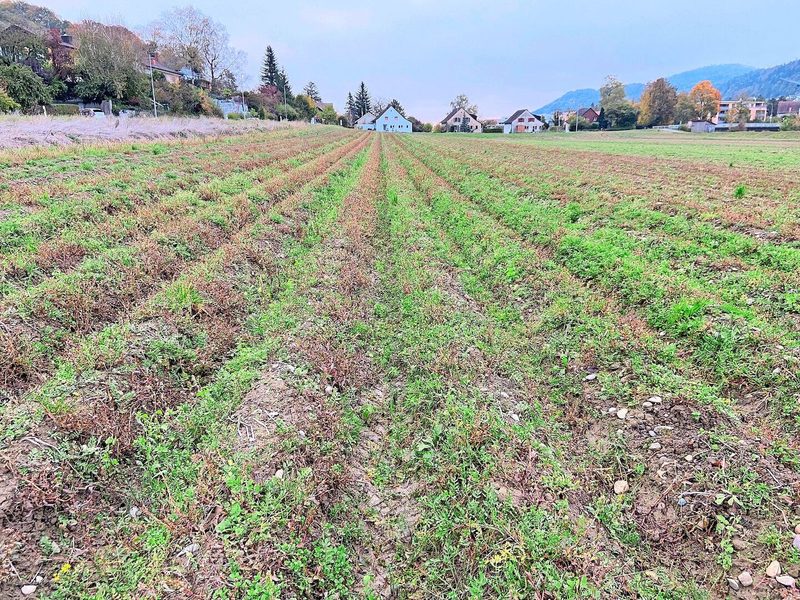 Die Kartoffeln sind vielerorts, wie hier im Zürcher Weinland, noch im Boden. Sobald es die Bedingungen erlauben, wird geerntet.