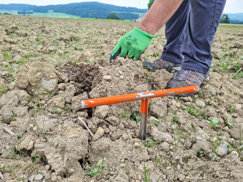 … die aufgelockerte Schicht misst rund 70 Zentimeter, ohne dass die Bodenschichten vermischt wurden. Die Gründüngung hilft den Boden mit Wurzeln zu stabilisieren.