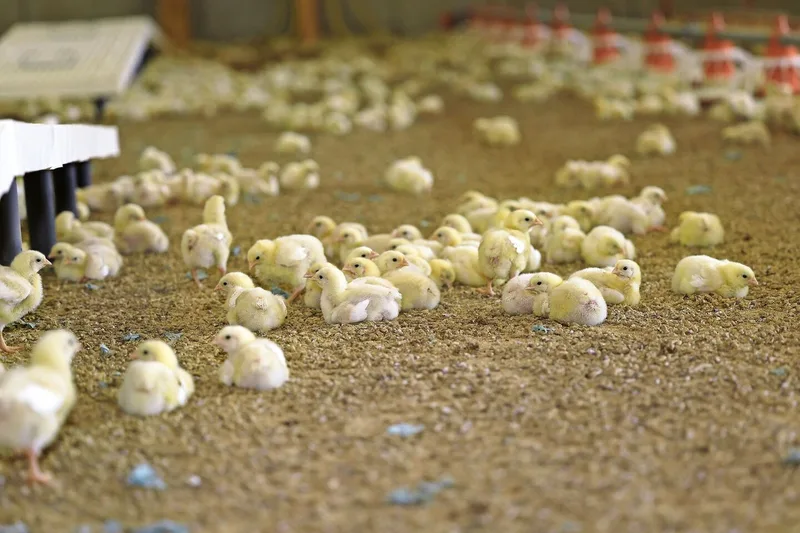 Nach einem Umtrieb mit Salmonellennachweis müssen in Zusammenarbeit mit dem Bestandestierarzt oder der Bestandestierärztin Massnahmen ergriffen werden, um die Verschleppung auf Folgeherden zu verhindern.