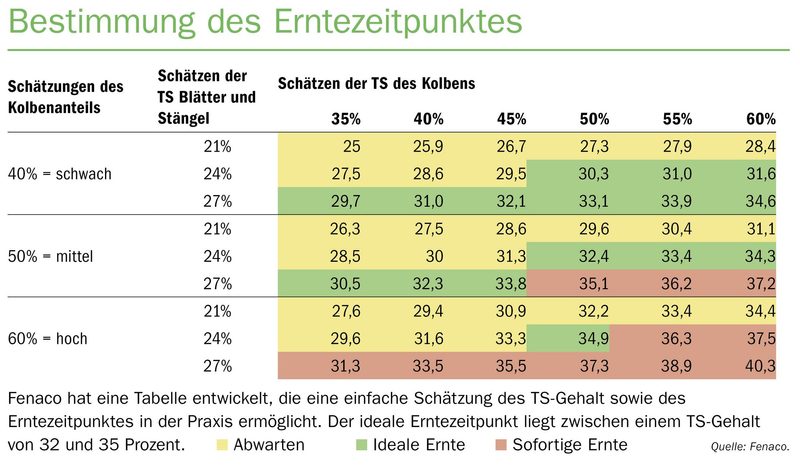 Maissilage: Neue Sorten bleiben länger grün
