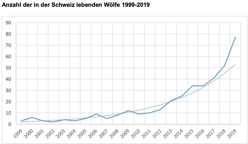 Herdenschutz funktioniert: Pro Wolf werden weniger Nutztiere gerissen als früher