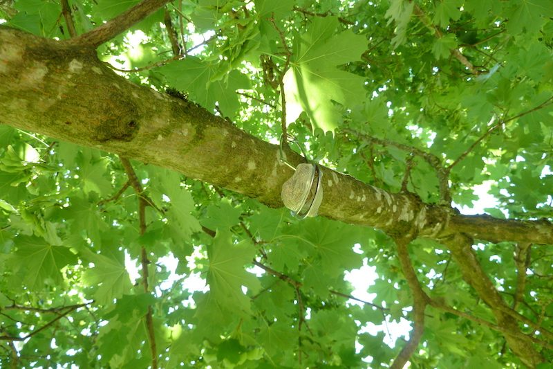 Pflanzenschützer auf vier Pfoten: Spürhunde gegen Neobiota