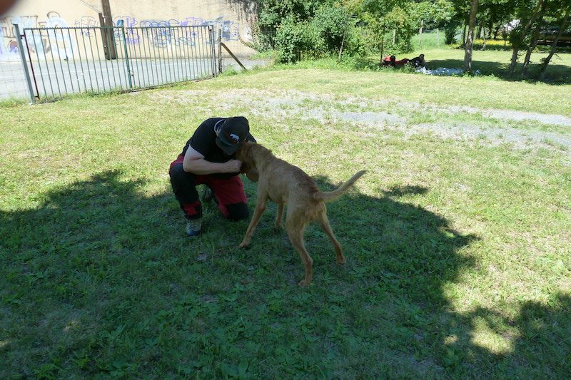 Pflanzenschützer auf vier Pfoten: Spürhunde gegen Neobiota