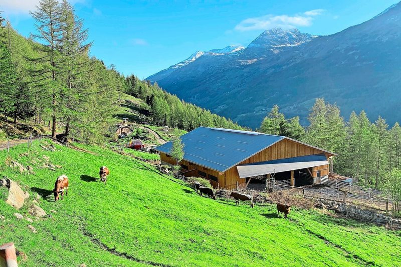 2019 baute Sandra Wyer-Supersaxo ausserhalb von Saas-Fee einen neuen Laufstall.