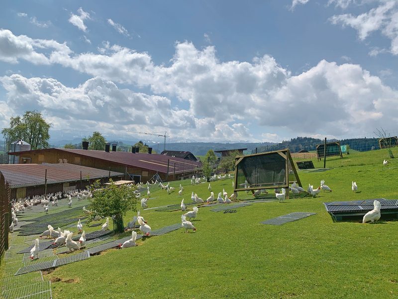 Die Legehennen auf der Schwand geniessen den grosszügigen Auslauf auf der Weide.