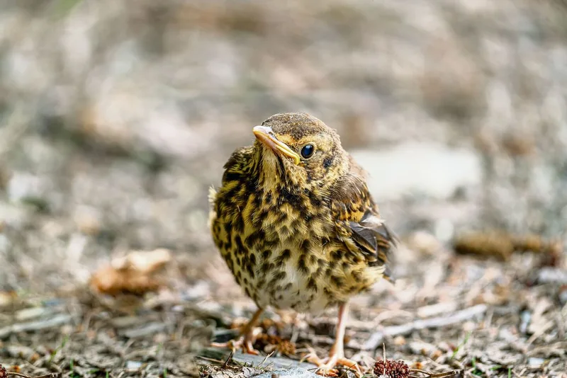 Beim Futter ist diese Vogelart wenig wählerisch. Besonders gerne werden aber Schnecken verspeist.