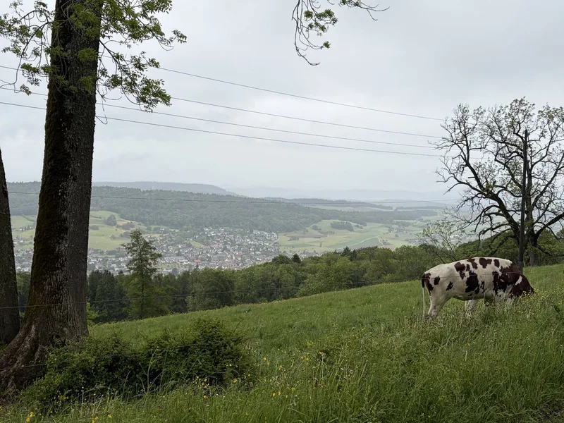 Lägernweide: Seit 1893 eine traditionelle Alp für Jungvieh