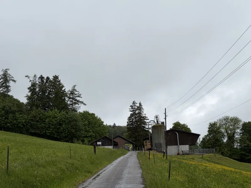Lägernweide: Seit 1893 eine traditionelle Alp für Jungvieh