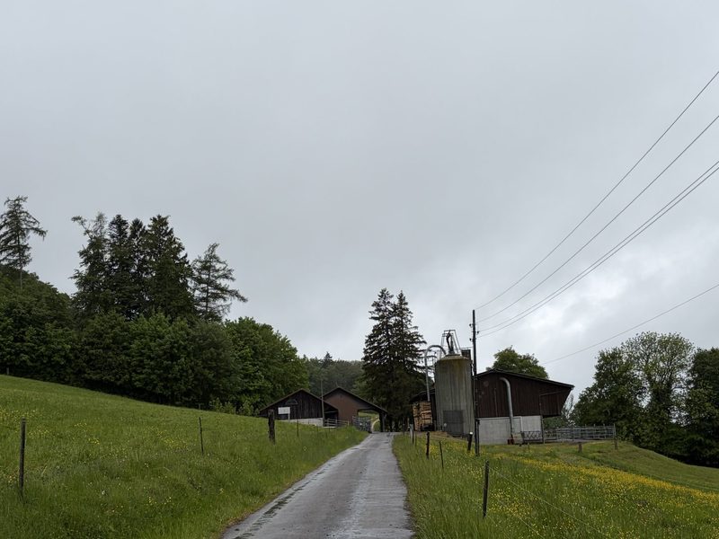 Lägernweide: Seit 1893 eine traditionelle Alp für Jungvieh
