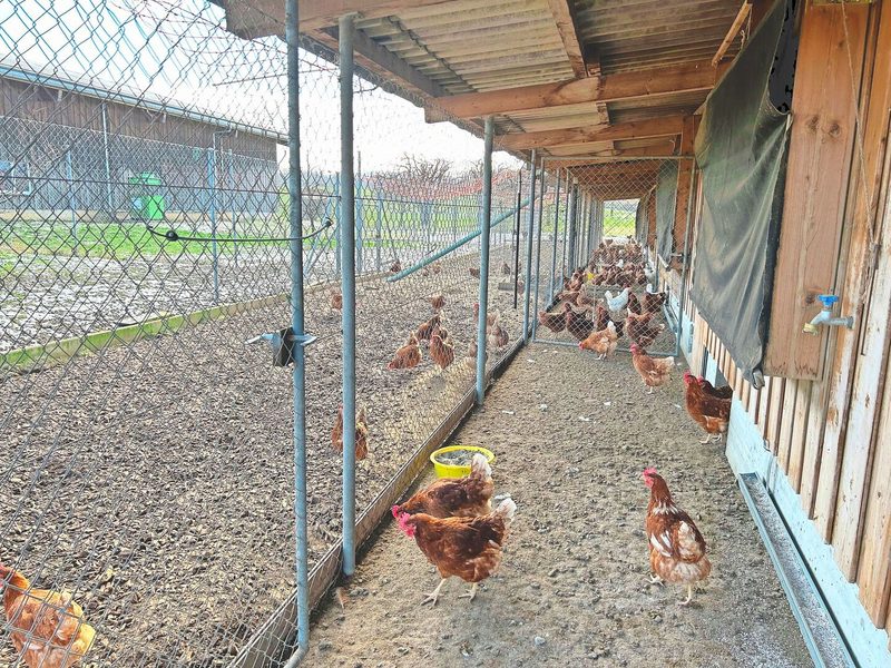 Der Hühnerstall für 740 Legehennen ist 33 m lang und in fünf Abteile unterteilt. Jedes Huhn nutzt den Auslauf.
