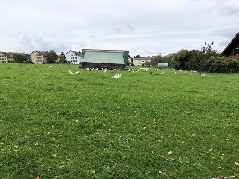 Bauern und Freilandhühner haben sich mit den Vogelgrippe-Massnahmen arrangiert