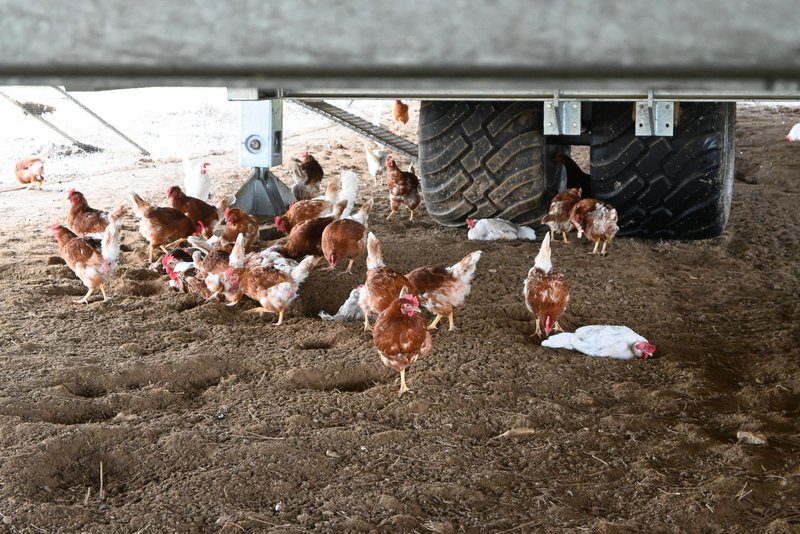 Bauern und Freilandhühner haben sich mit den Vogelgrippe-Massnahmen arrangiert