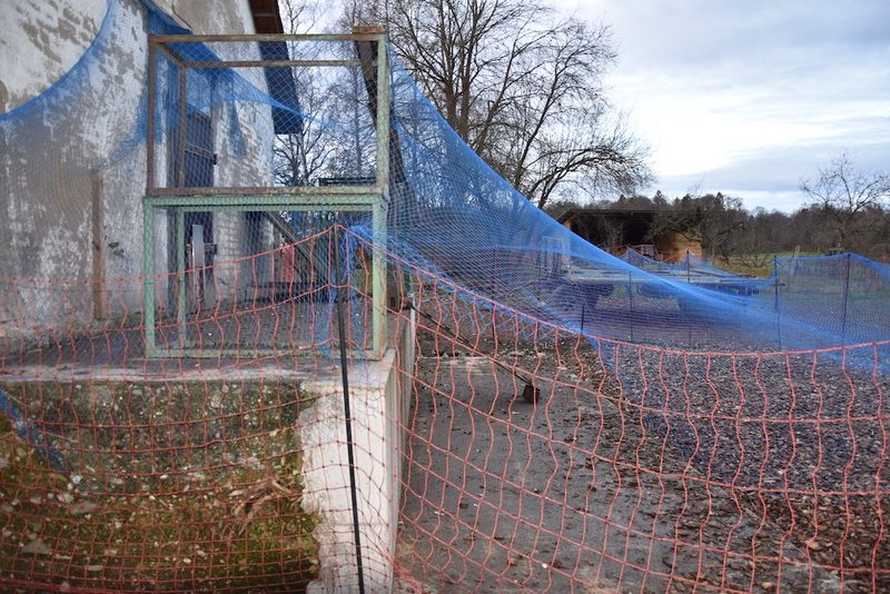 Bauern und Freilandhühner haben sich mit den Vogelgrippe-Massnahmen arrangiert