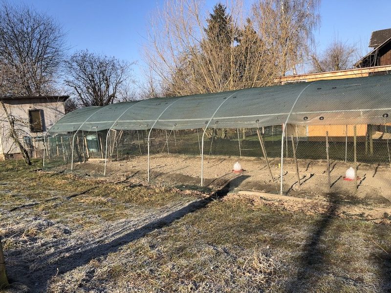 Bauern und Freilandhühner haben sich mit den Vogelgrippe-Massnahmen arrangiert