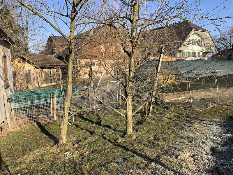 Bauern und Freilandhühner haben sich mit den Vogelgrippe-Massnahmen arrangiert