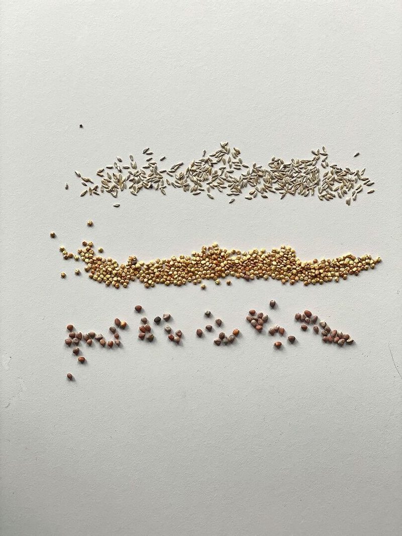 Salate und Gemüse wie Pflücksalat, Nüsslisalat oder Radisli können auch im August noch gesät werden.