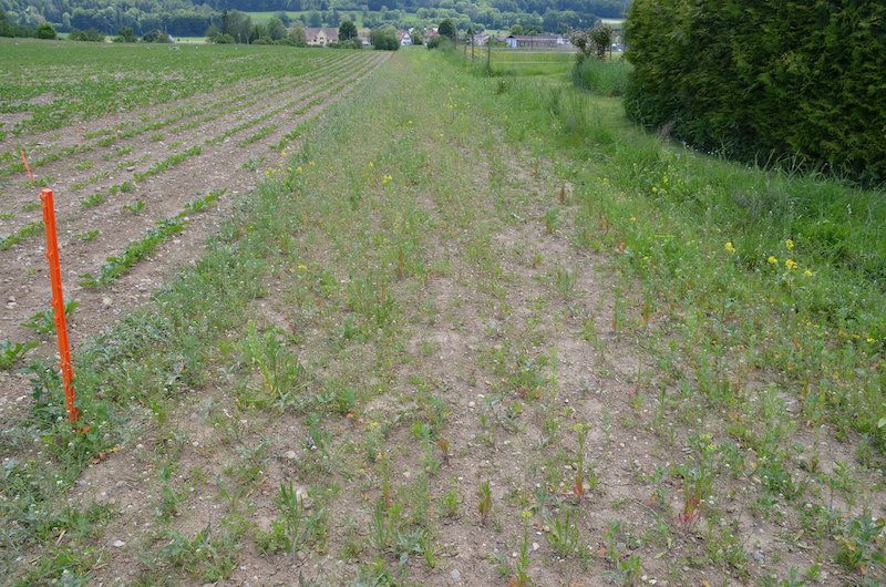 Biodiversität: Es geht um mehr als ums «Geld abholen»