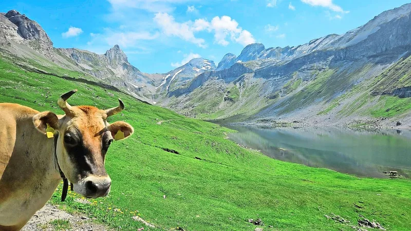Nicht nur das Vieh geniesst die schöne Alpenwelt, auch die Touristen ziehen wieder in die Berge. Stark frequentierte Wanderwege auszuzäunen, kann Unfälle vermeiden.