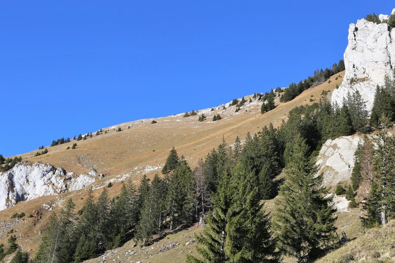 Grossraubtiere: Herdenschutz früh genug optimieren
