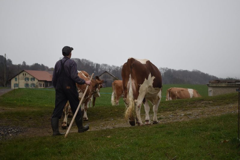 Berner Nico Herren in der Westschweiz: «Die Landwirtschaft ist kein Beruf, sondern eine Berufung»