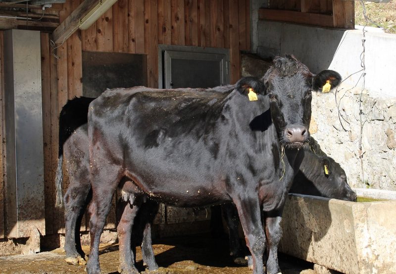 Früher reiste Landwirtin Gisela Schlüchter gern: «Heute bekomme ich Heimweh nach meinen Damen»