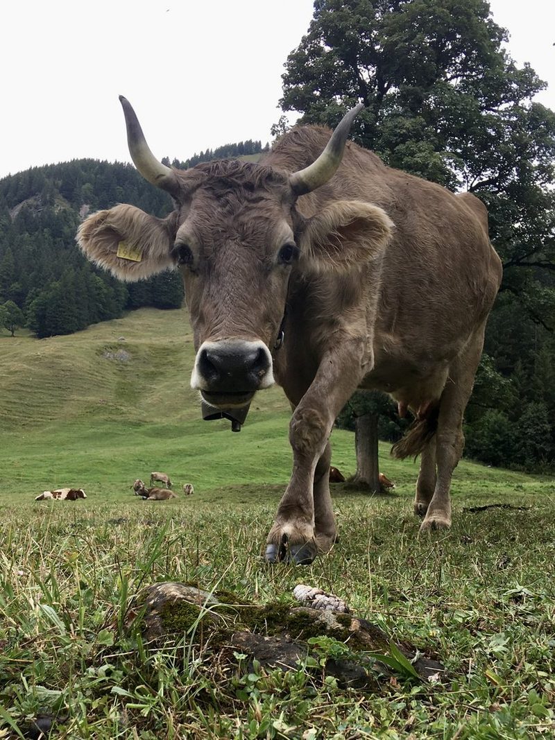 Fünf Tipps für «kuhle» Handyfotos