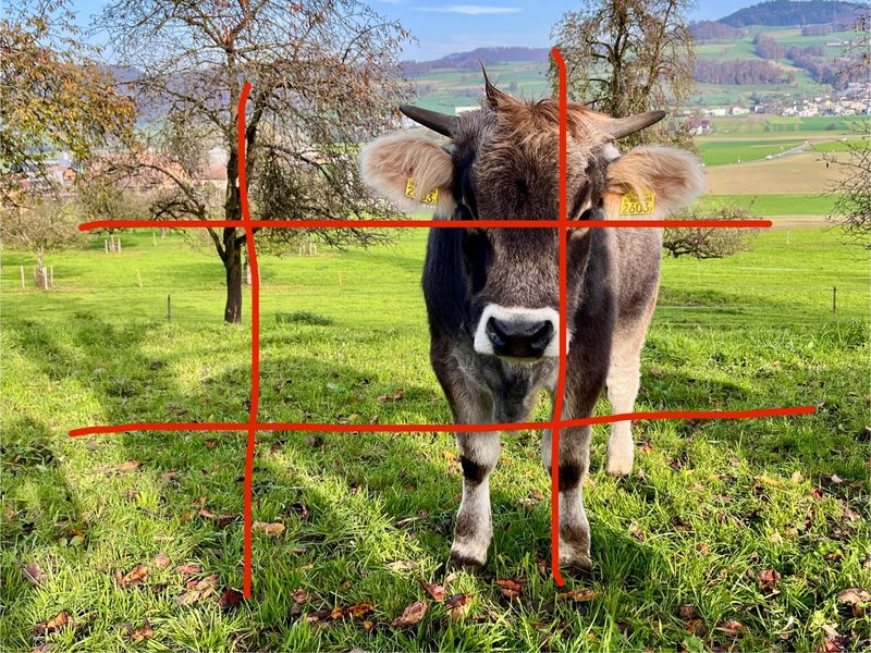 Fünf Tipps für «kuhle» Handyfotos