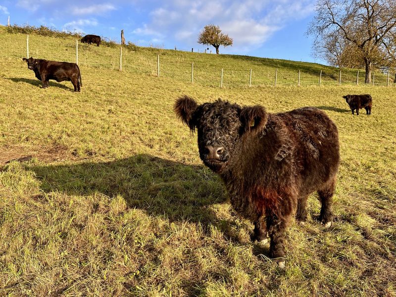 Fünf Tipps für «kuhle» Handyfotos