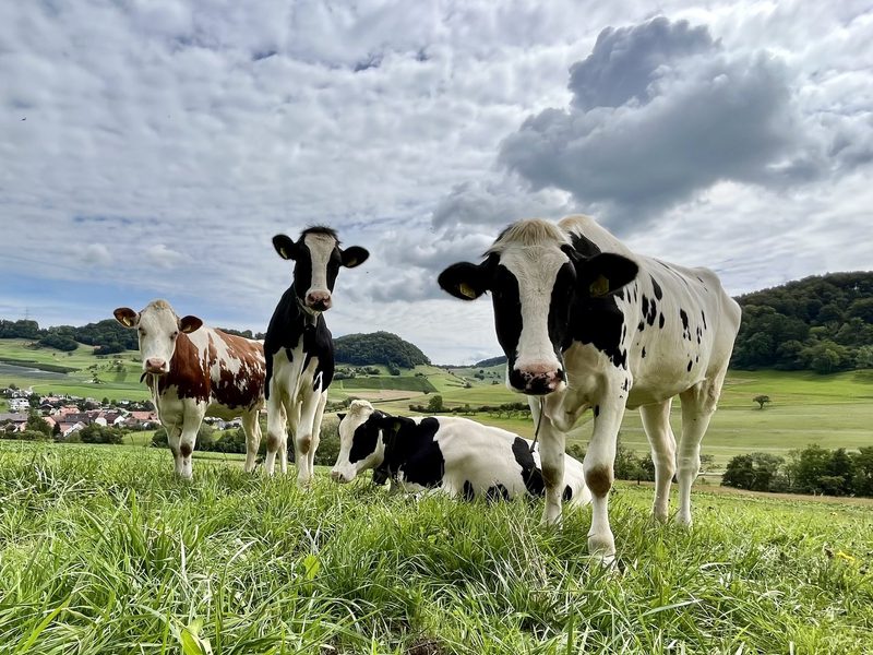 Fünf Tipps für «kuhle» Handyfotos