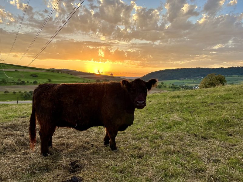 Fünf Tipps für «kuhle» Handyfotos