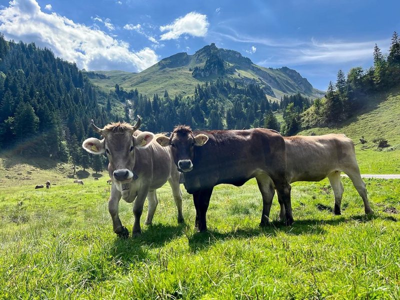 Fünf Tipps für «kuhle» Handyfotos