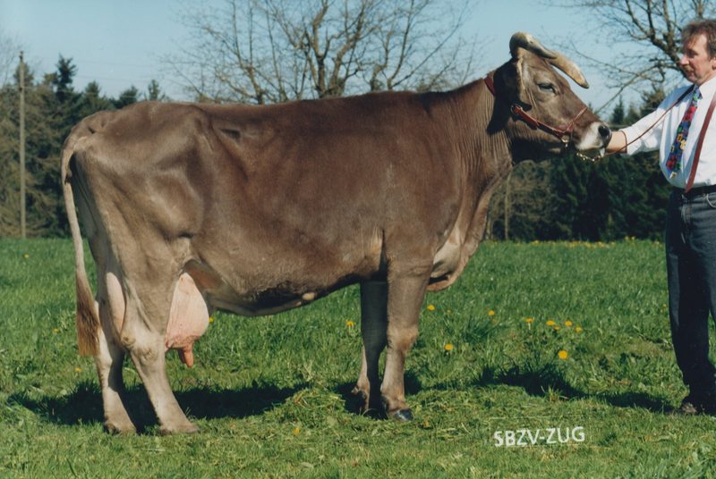 Aus einem zurückhaltenden Rind wurde eine Rekordkuh