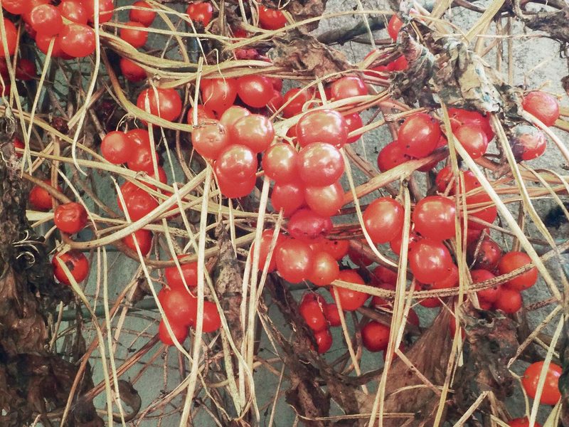 Links: Die einheimische Zaunrübe fällt mit orangefarbenen Früchten auf. Rechts: Pracht- oder Prunkwinden bezaubern mit intensiven Farben und grossen Blüten.