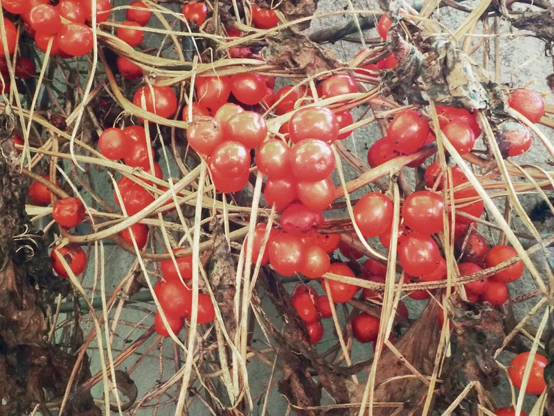 Links: Die einheimische Zaunrübe fällt mit orangefarbenen Früchten auf. Rechts: Pracht- oder Prunkwinden bezaubern mit intensiven Farben und grossen Blüten.