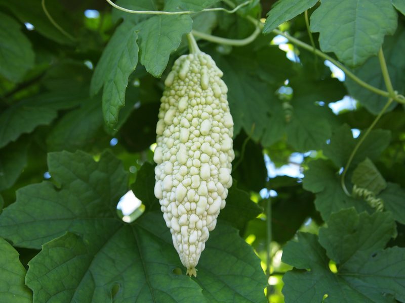 Kurzlebige Kletterer bringen im Sommer Farbe in den Garten