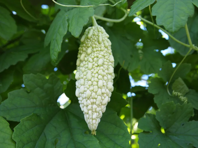 Kurzlebige Kletterer bringen im Sommer Farbe in den Garten