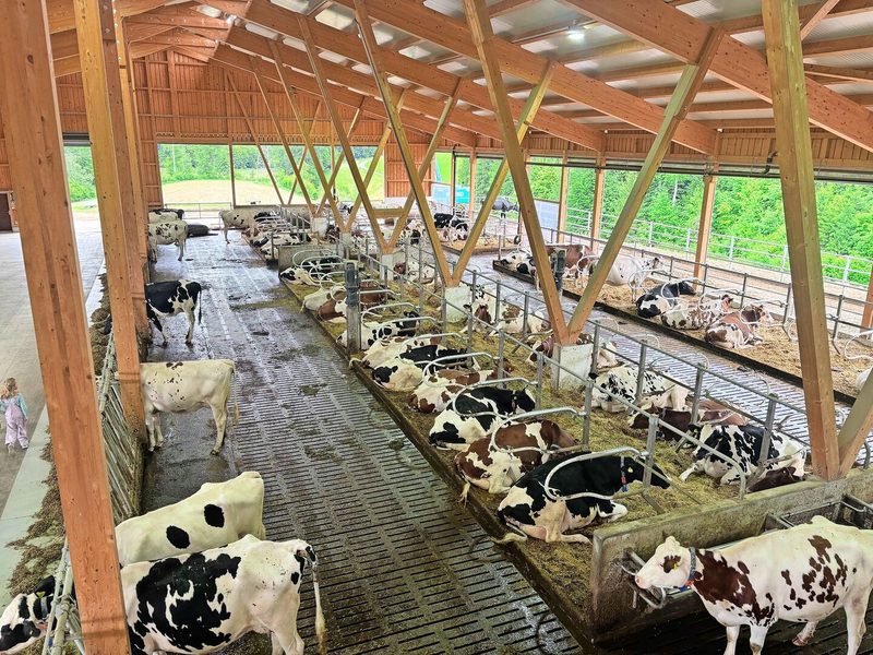 Ein Blick von oben in den neuen Milchviehstall: Damit möglichst viel Luft im Stall zirkuliert, wurde der Stall so offen wie möglich gebaut.