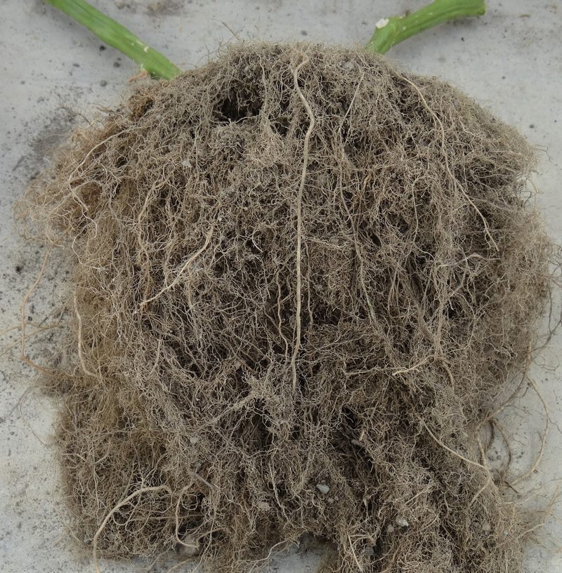 Ist ein Pilz die Lösung gegen Nematoden?