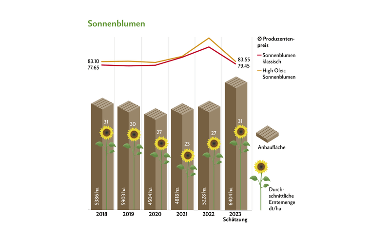 Auch bei den Sonnenblumen sinken die Preise. Dafür steigen die Anbauflächen dank höherer Verarbeitungskapazitäten. Quelle: Swissgranum