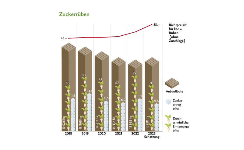 Zum ersten Mal seit Jahren steigen die Anbauflächen wieder. Der Ertrag wird auf einen historisch tiefen Wert geschätzt. Quelle: Schweizer Zucker AG