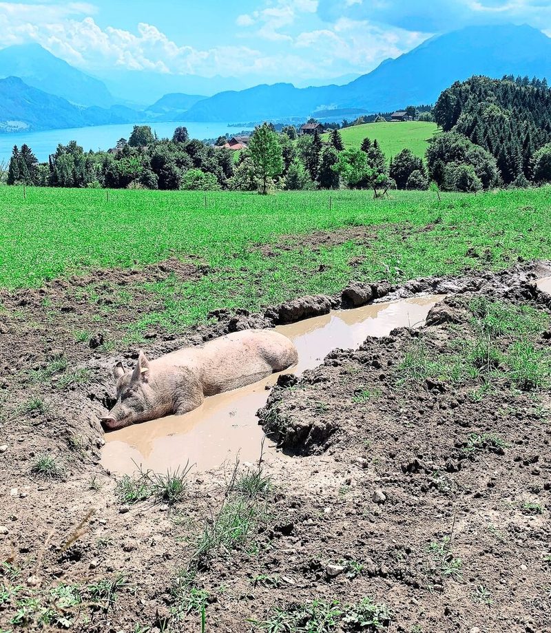 Schweine brauchen Abkühlung. Das Suhlverhalten sei bei älteren Schweinen ausgeprägter, wurde beim Projekt festgestellt.