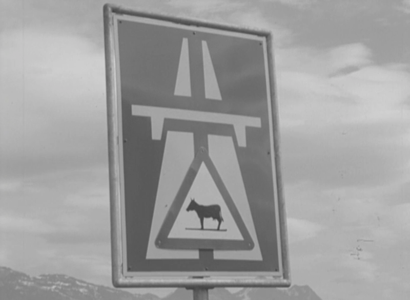 Weiden auf der Autobahn: Der Aprilscherz von 1967