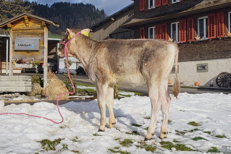 Exklusive Online-Auktion des Braunvieh-Schweizermeisters