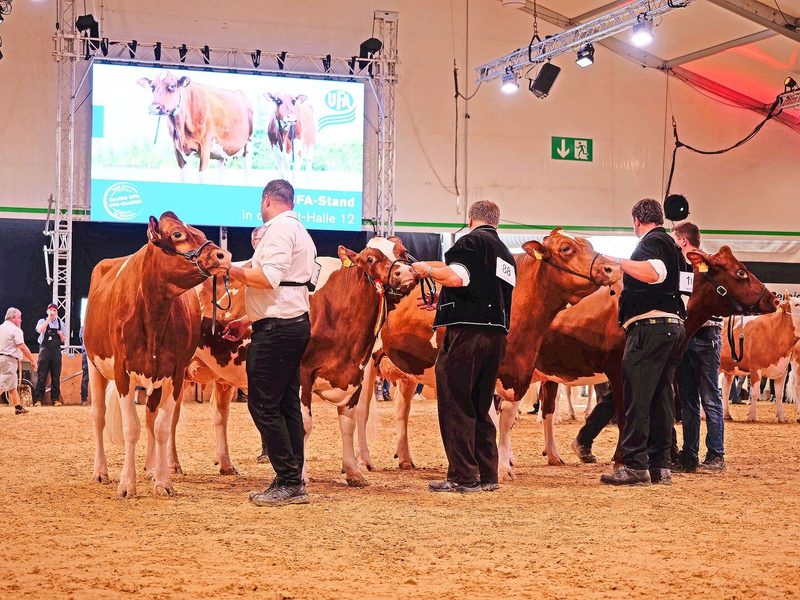 Sie waren unter den Swiss Fleckvieh die Schönsten: Lorbas Nala, Kilian Mayla, Orlando Soleil und Hamilton Kyla P (v. l. n. r.).