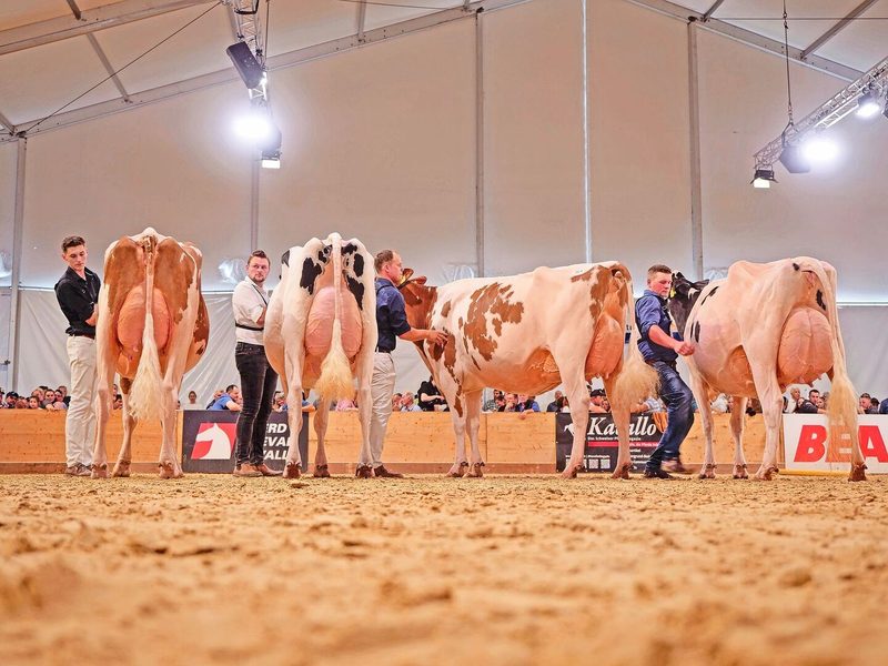 Mox Attraction Belinda, Siegsoleil Fleury Jordanie, Järmann’s Bad Queen und Brem Holstar Sidekick Gauloise (v. l. n. r.).