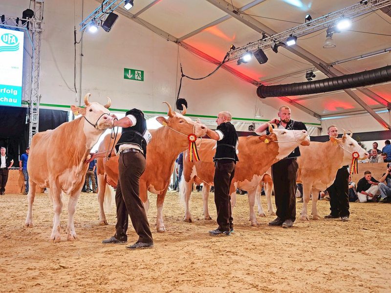 Aladin Heidi, Stalden Brisago Volta, Fantast Elodie und Amur Meieli präsentierten sich prächtig (v. l. n. r.).
