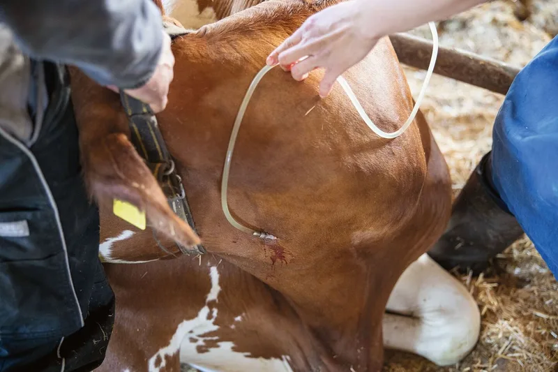 Ein Infusionsschlauch steckt in der Kuh drin, dabei ist die Hand der Tierärztin zu sehen.